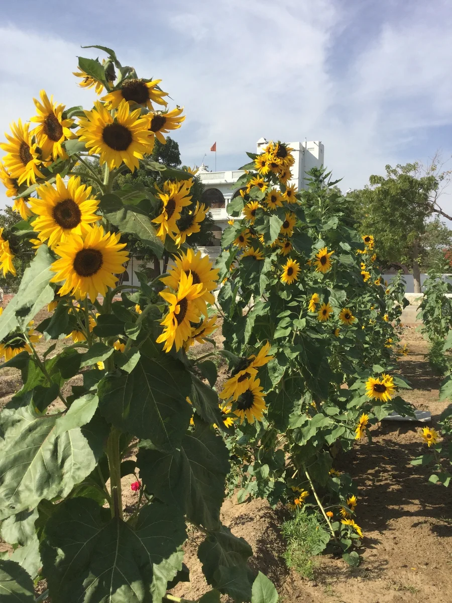 divine surajmukhi 1200